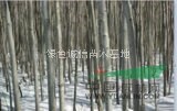 銀中楊，銀中楊供應(yīng)，2015年銀中楊價(jià)格，銀中楊圖片
