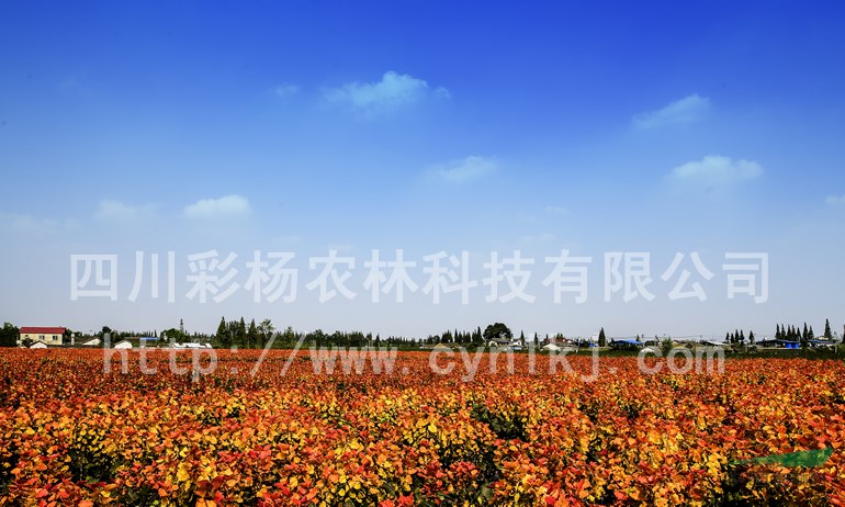 湖南岳陽“紅霞楊”樹苗（彩楊黃金楊黃紅楊紅黃楊金紅楊）