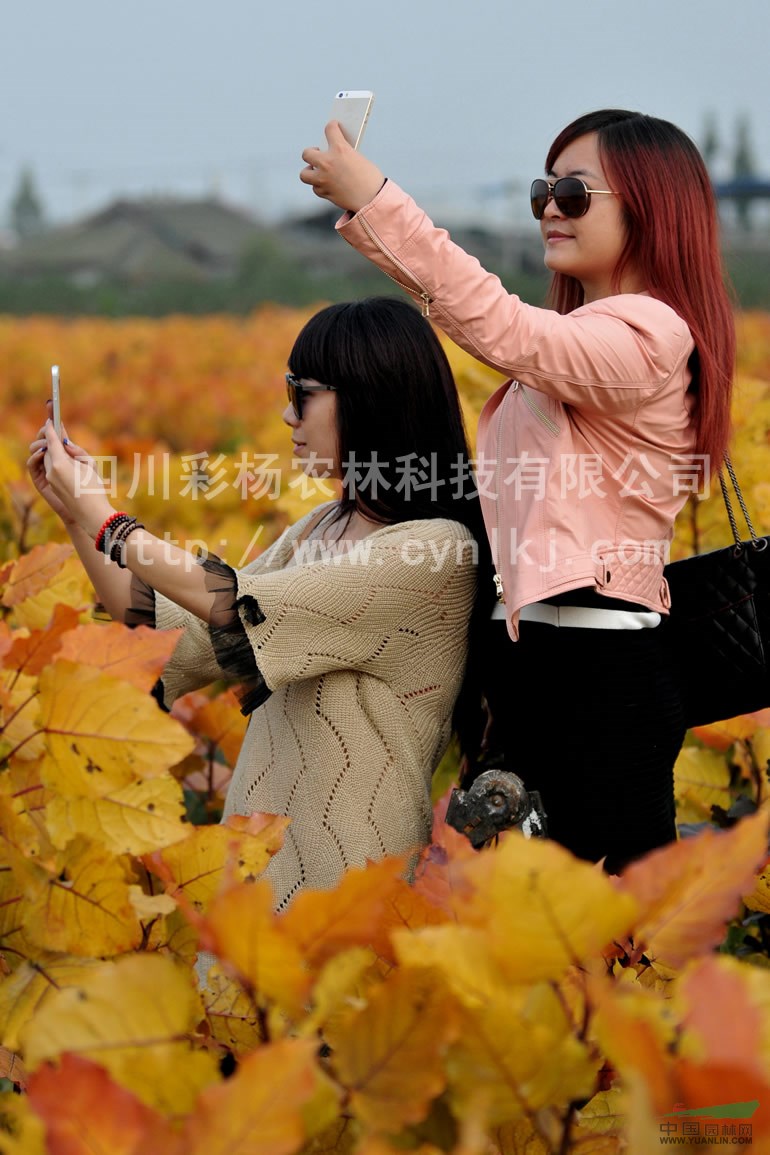 湖北鄂州“紅霞楊”樹苗（黃金楊紅黃楊金紅楊彩楊黃紅楊）