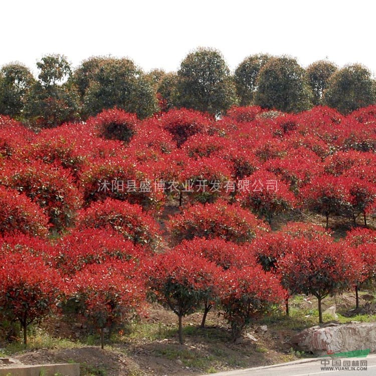 紅葉石楠小苗價(jià)格 2015年紅葉石楠小苗價(jià)格行情