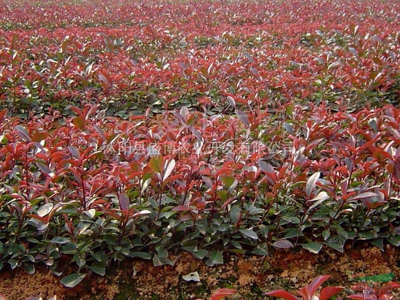 紅葉石楠小苗價(jià)格 2015年紅葉石楠小苗價(jià)格行情