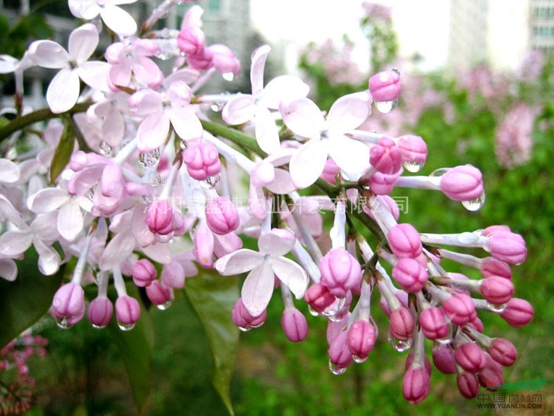 高嫁丁香小苗價格 2015年高嫁丁香小苗價格行情