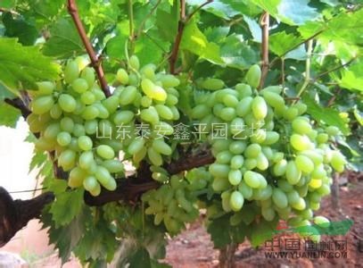 銷售葡萄苗  ，巨玫瑰，維多利亞