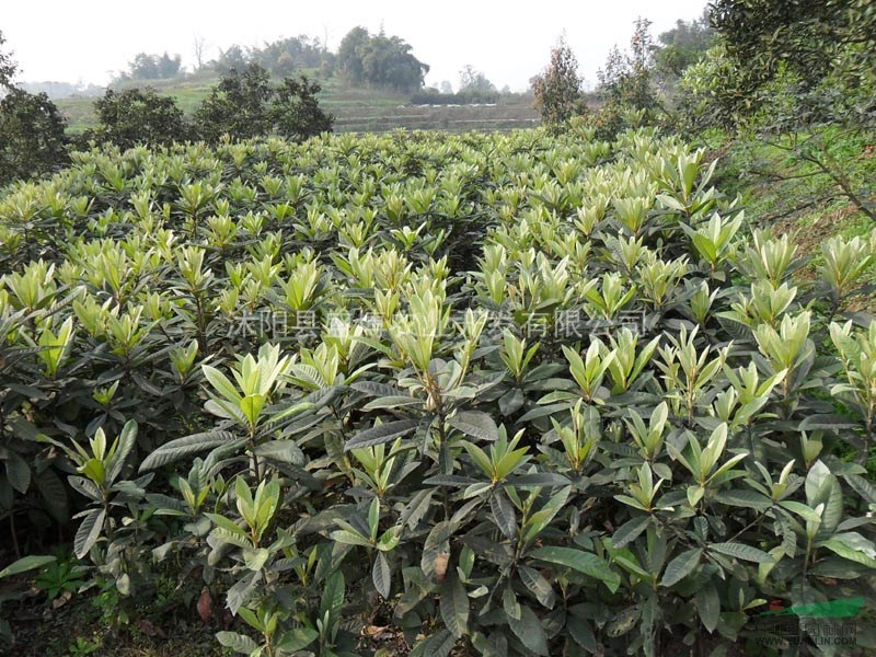 枇杷價格 楊樹價格 花葉長春蔓價格 大花萱草價格