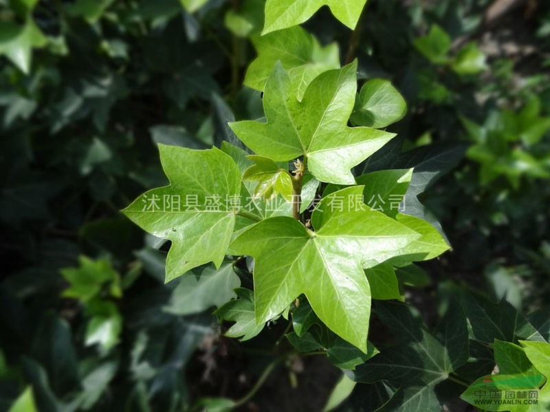 八角金盤價格 紅花酢漿草價格 茶梅價格 南天竹價格