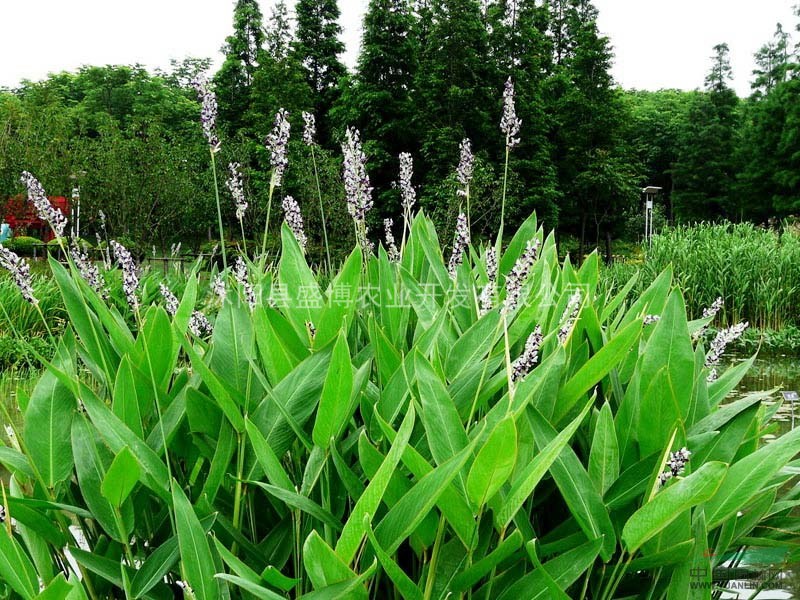再力花價(jià)格 花葉絡(luò)石價(jià)格 紅帽月季價(jià)格 豐花月季價(jià)格