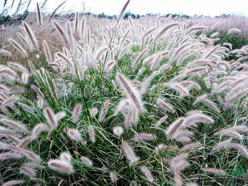 狼尾草價格 馬尼拉草坪價格 百慕大草坪價格