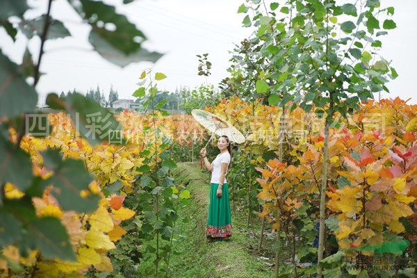 山西大同“紅霞楊”（黃紅楊金紅楊紅黃楊彩色植物彩彩葉）接穗