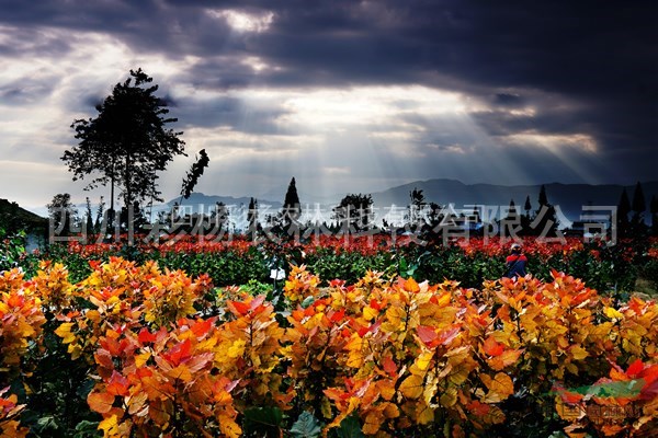 山西晉中“紅霞楊”（黃紅楊金紅楊紅黃楊彩色植物彩彩葉）接穗