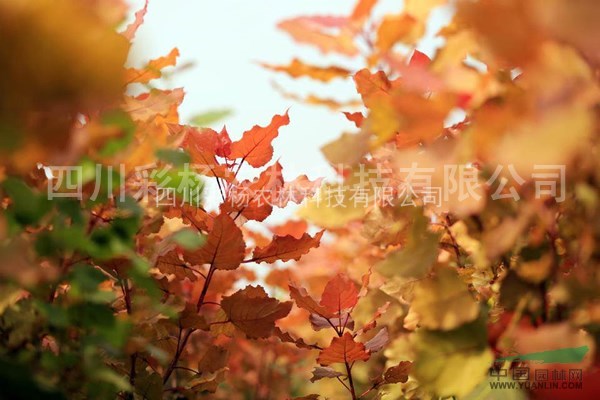 湖南常德“紅霞楊”（黃金楊金紅楊丹紅楊彩色植物彩葉植物）接穗