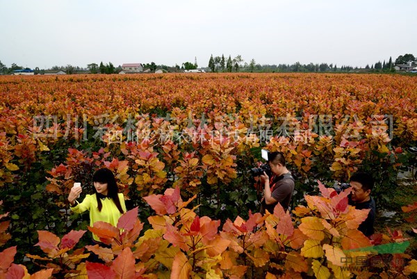 湖南湘潭“紅霞楊”（彩色植物金紅楊丹紅楊黃金楊彩葉植物）接穗
