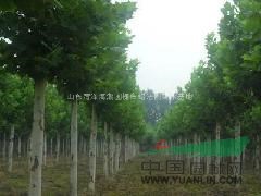 白蠟基地山東白蠟基地菏澤白蠟基地供應(yīng)1-25公分白蠟國(guó)槐法桐