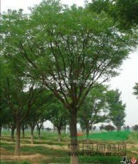 白蠟基地山東白蠟基地菏澤白蠟基地供應(yīng)1-25公分白蠟國(guó)槐法桐