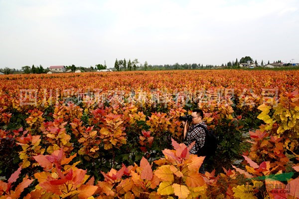 湖南湘西“紅霞楊”（黃金楊金紅楊紅黃楊丹紅楊彩葉植物）接穗
