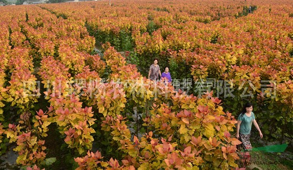 江西撫州“紅霞楊”（紅黃楊黃紅楊金紅楊丹紅楊彩葉植物）接穗