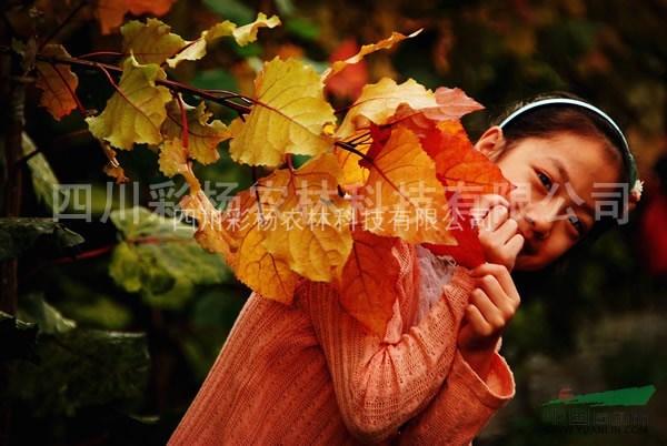 江蘇常州“紅霞楊”（紅黃楊黃紅楊金紅楊丹紅楊彩葉植物）接穗