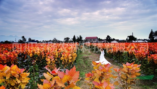 江蘇常州“紅霞楊”（紅黃楊黃紅楊金紅楊丹紅楊彩葉植物）接穗