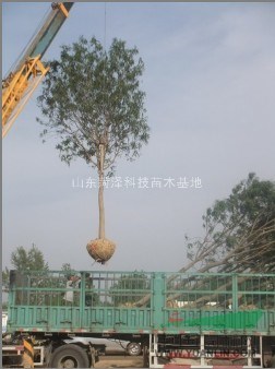 漢中國(guó)槐價(jià)格