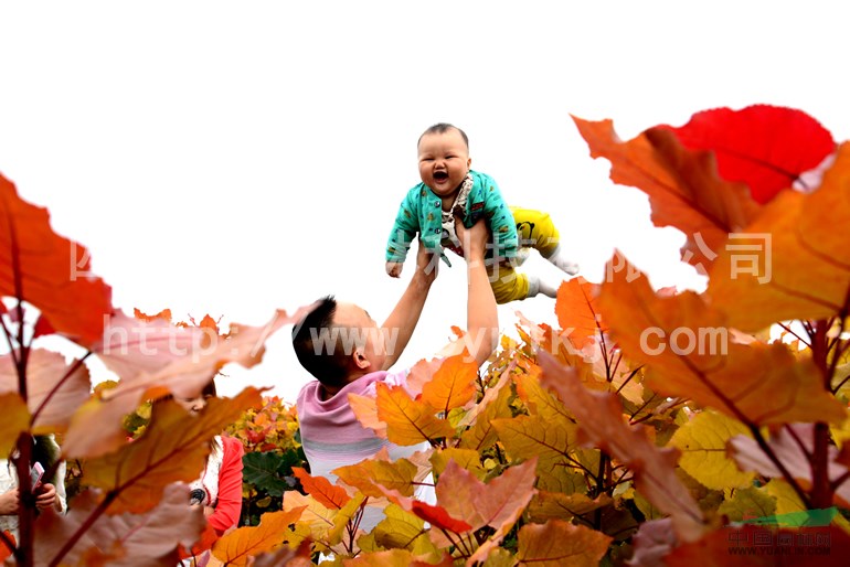 江蘇揚(yáng)州“紅霞楊”樹苗（金紅楊黃金楊彩楊黃紅楊紅黃楊）