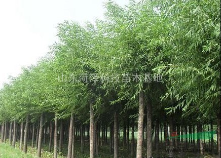 荊州國(guó)槐價(jià)格熱銷