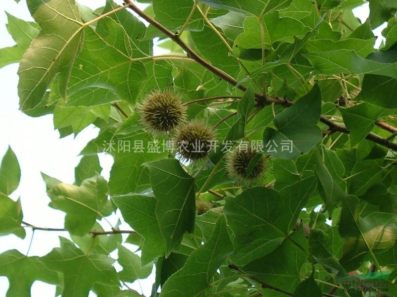 楓香小苗價格 2015年楓香小苗價格行情