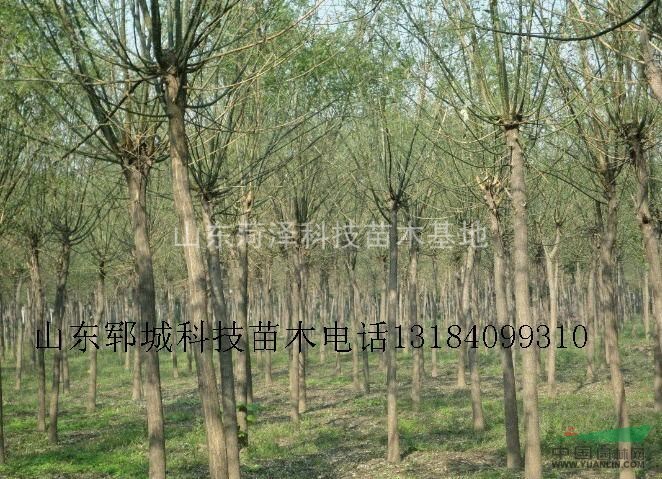 菏澤國槐價格行情