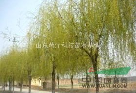 菏澤國槐價格行情