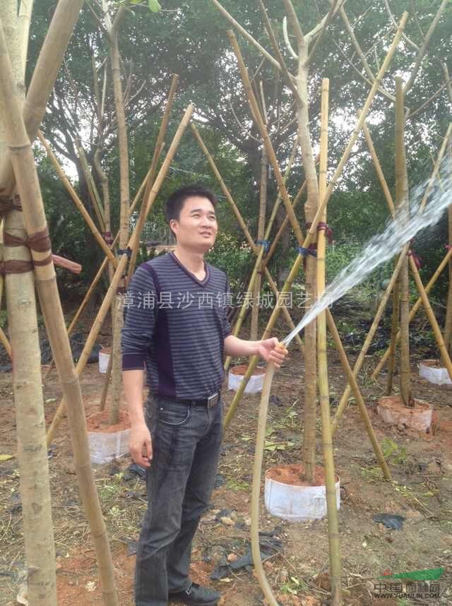漳州地區(qū)供應(yīng)1富貴榕