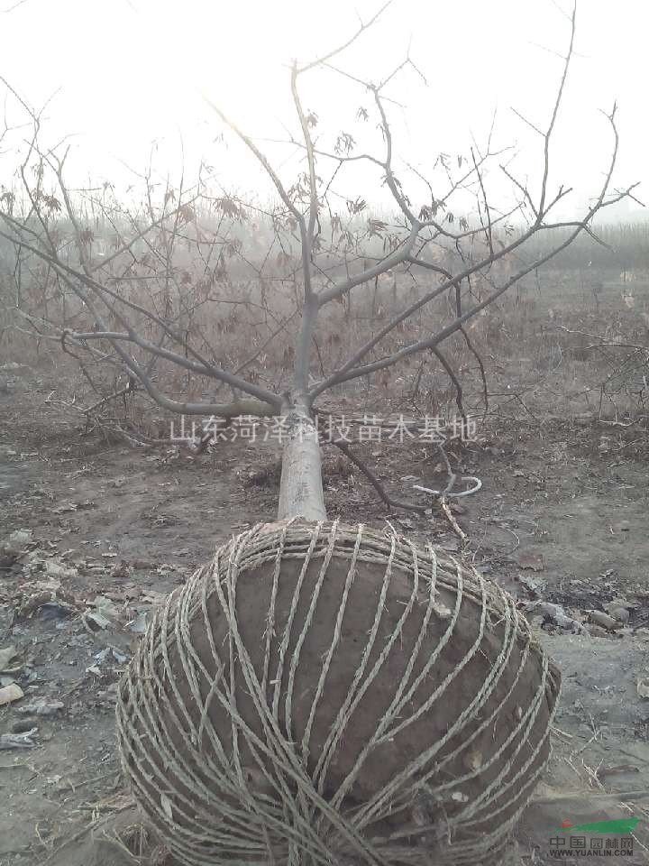 盤錦國槐價(jià)格法桐價(jià)格