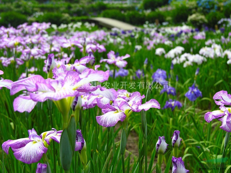 鳶尾苗價格 2015年鳶尾苗價格行情