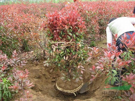 供應(yīng)紅葉石楠、紅葉石楠價格