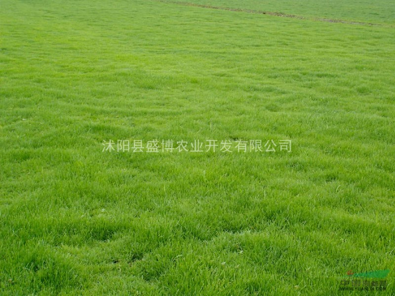馬尼拉草坪價(jià)格 2015年馬尼拉草坪價(jià)格行情