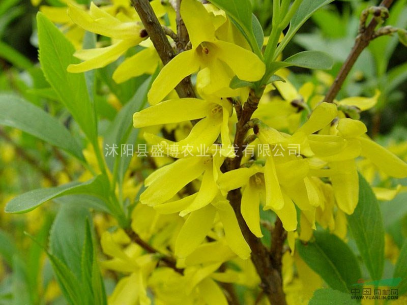 金鐘花小苗價格 2015年金鐘花小苗價格行情