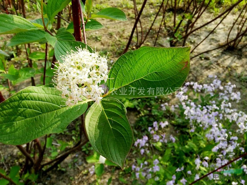 紅端木小苗價(jià)格 2015年紅端木小苗價(jià)格行情