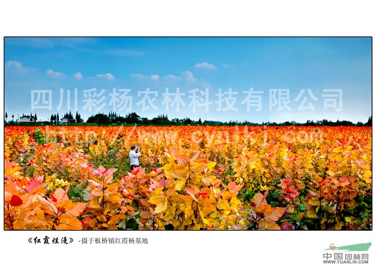 廣西防城港“紅霞楊”樹(shù)苗（彩楊黃金楊紅黃楊金紅楊黃紅楊）