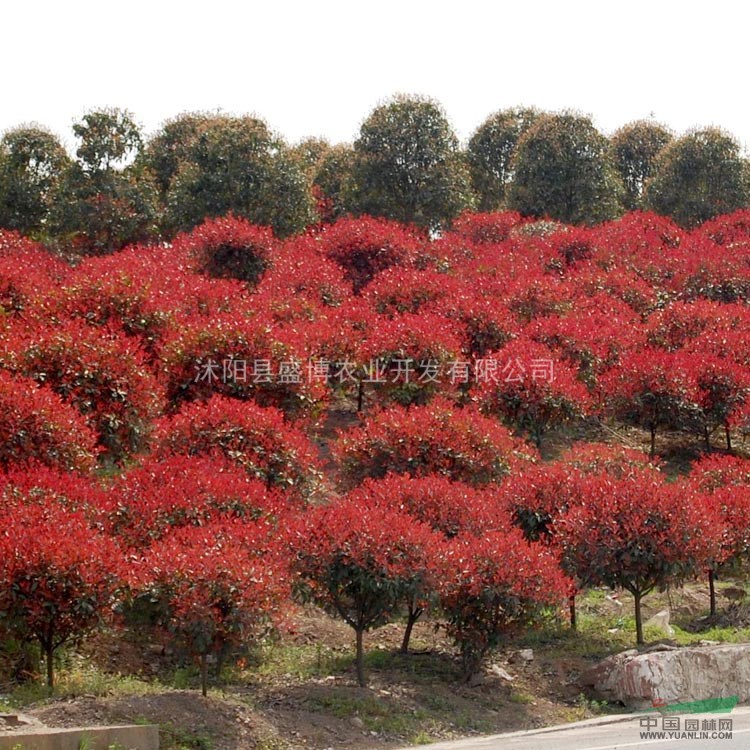 紅葉石楠苗價格 2015年紅葉石楠苗價格行情