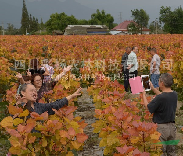 山東威海“紅霞楊”（紅黃楊金紅楊黃紅楊丹紅楊彩葉植物）接穗