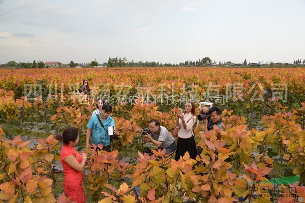 山東德州“紅霞楊”（黃紅楊金紅楊紅黃楊丹紅楊彩葉植物）接穗