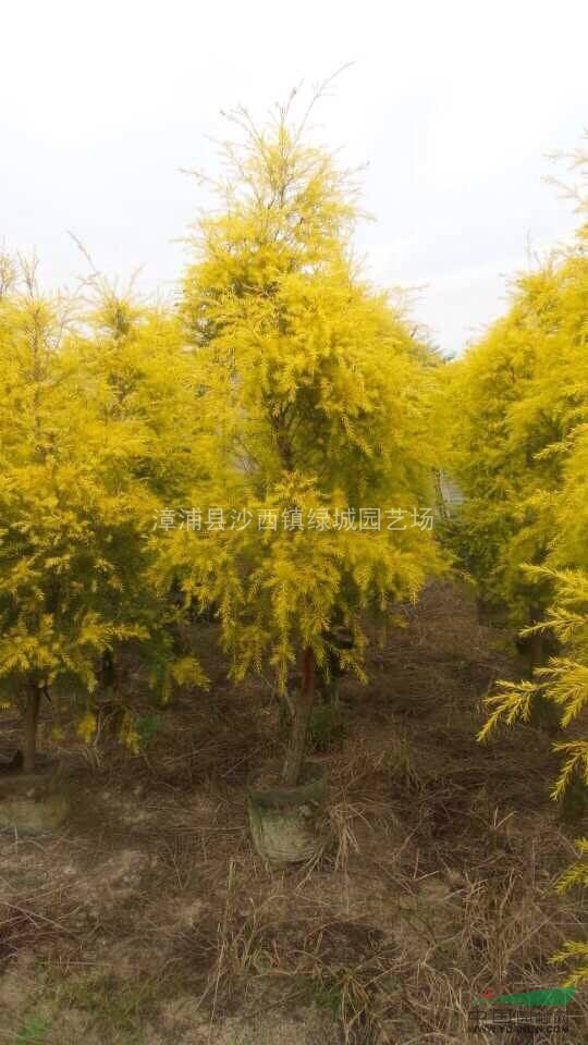 漳州地區(qū)供應(yīng)2黃金香柳