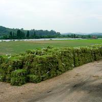 馬尼拉草坪報(bào)價(jià) 馬尼拉草坪價(jià)格 2015年馬尼拉草坪價(jià)格行情