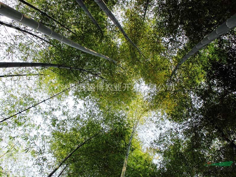 南京竹子小苗價(jià)格 2015年南京竹子小苗價(jià)格行情