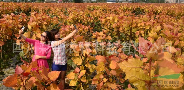  安徽滁州“紅霞楊”（紅黃楊黃紅楊金紅楊丹紅楊彩葉植物）扦插
