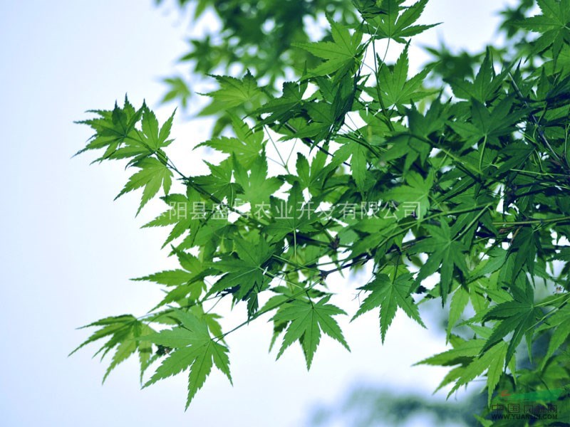 南京青楓小苗價格 2015年南京青楓小苗價格行情