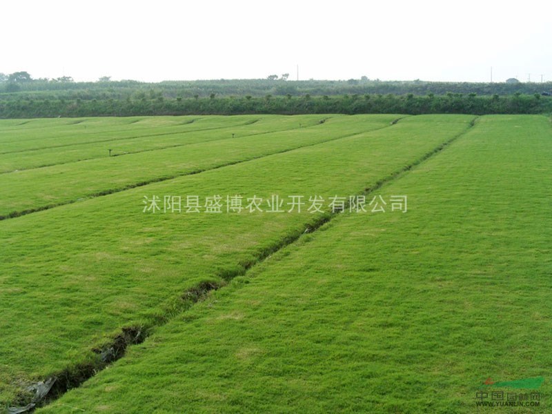 高羊茅草坪價(jià)格 高羊茅草坪報(bào)價(jià) 2015年高羊茅草坪價(jià)格行情