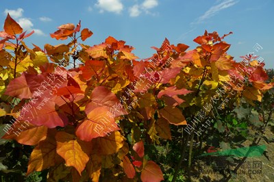 河北十堰“紅霞楊”圖片（黃紅楊金紅楊彩葉植物丹紅楊紅黃楊） 