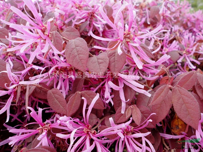 紅花繼木苗價格 2015年紅花繼木苗價格行情