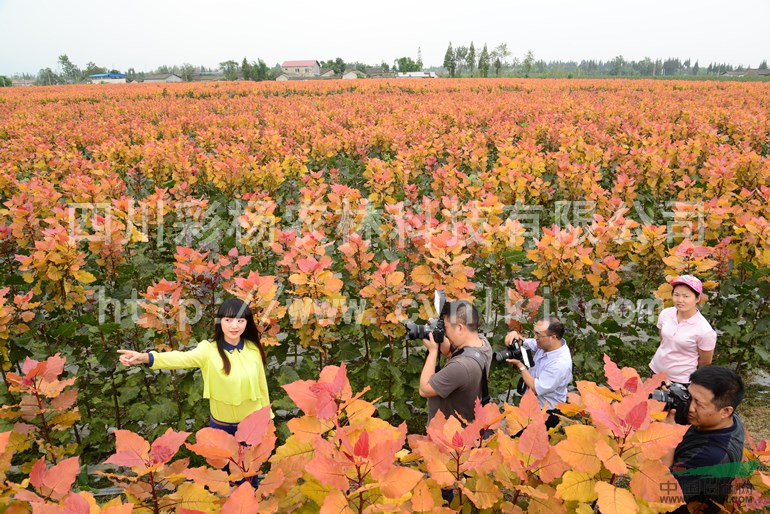 河北仙桃“紅霞楊”圖片（黃紅楊金紅楊彩葉植物丹紅楊紅黃楊） 