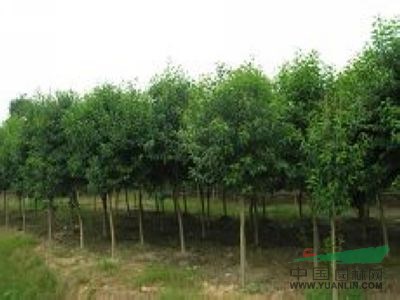 大葉女貞市場價格，南京大葉女貞價格表，精品大葉女貞價格