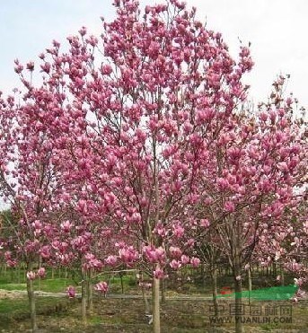 紅玉蘭價(jià)格表，南京紅玉蘭報(bào)價(jià)，精品紅玉蘭價(jià)格