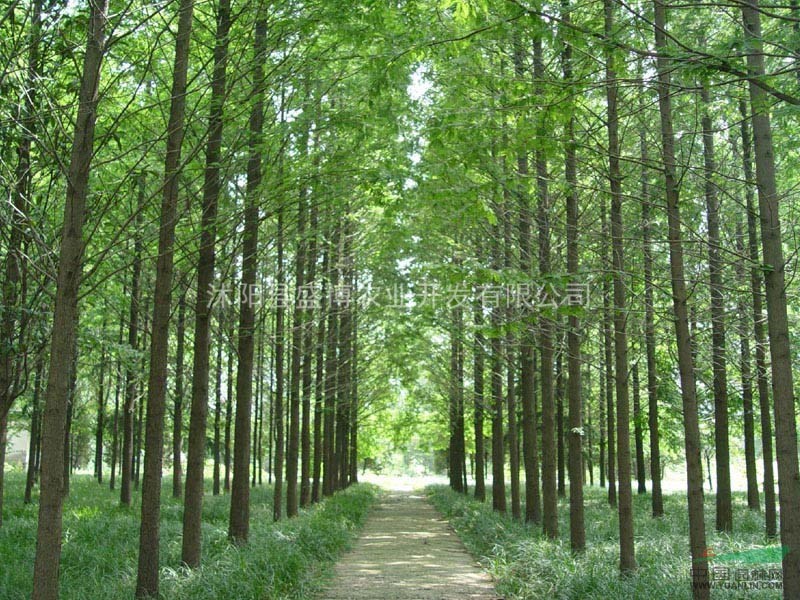 宿遷櫸樹價(jià)格 2015年宿遷櫸樹價(jià)格行情